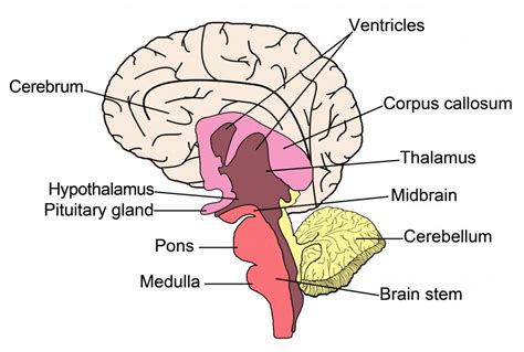 What is the Telencephalon? (with pictures)