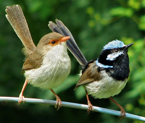 Superb Fairy Wrens | A male and female superb fairy wren pai… | Flickr