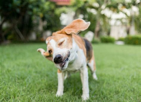 Why Do Dogs Shake Their Heads? Everything You Need To Know - Petsmartgo