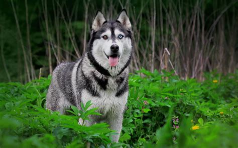 Siberian Husky wallpaper - My Doggy Rocks