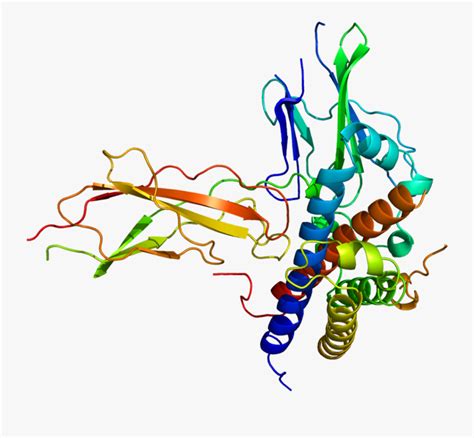 Structure Of The Growth Hormone Receptor Protein Clipart - Human Growth ...