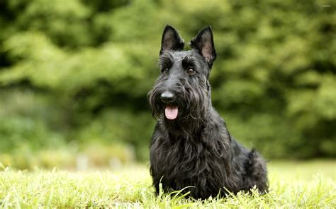 Scottish Terrier wallpaper - Animal wallpapers - #45674