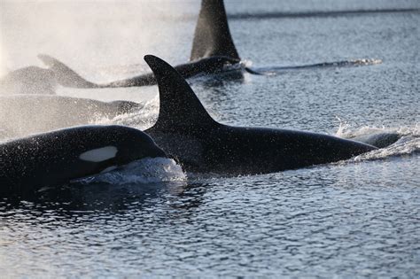 Killer whale predation of Nunavut narwhals on the rise as Arctic warms ...