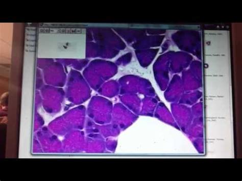 Histology Lab: Exocrine Glands PART 2 - YouTube