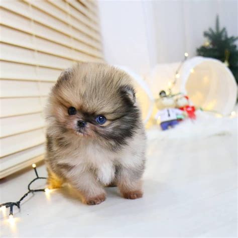 Full Size Teacup Pomeranian Price - Pets Lovers