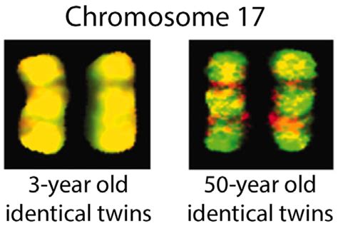 Epigenetics – Annick's Portfolio