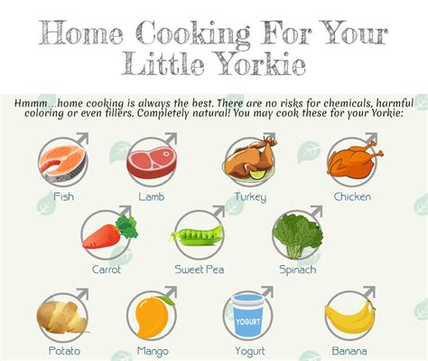 Best Dog Food For Yorkies: Really Right For Your Fur Baby!