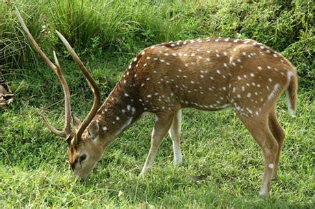 Wayanad Wildlife Conservation Sanctuary Kerala -Jungle Safari Guide