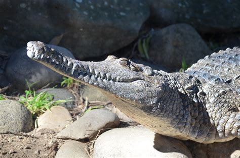 Freshwater Crocodile at Taronga Zoo Sydney Australia by lonewolf6738