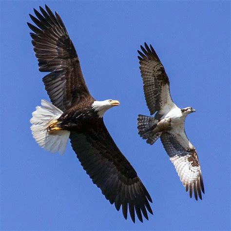 bald eagle osprey - Google Search | Bald eagle, Raptors bird, Eagle