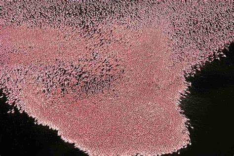 Flamingos on Lake Nakuru (Kenya)