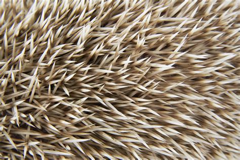 Hedgehog Spines Photograph by John Daniels - Fine Art America