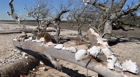 Erosion gives and takes away at Botany Bay | Carolina News and Reporter