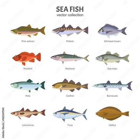 Types Of Saltwater Fish