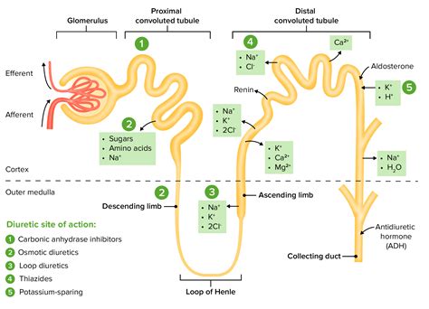 Diuréticos Osmóticos | Concise Medical Knowledge