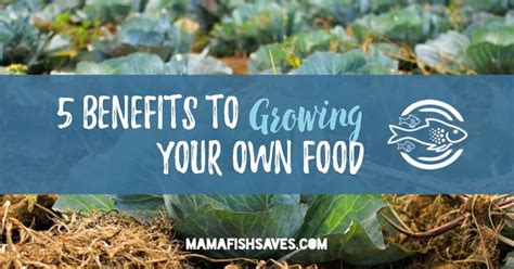 5 Benefits of Growing Your Own Food | Grow your own food, Grow your own ...