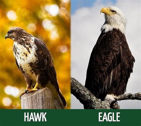 Hawk vs Eagle: What’s the Difference? (With Pictures) - Optics Mag