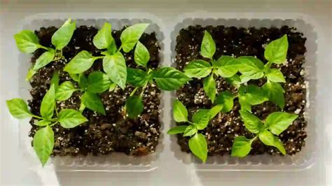 Germination Of Tomato Seeds: How Long Does It Take | GardenToolLife