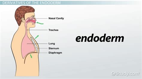 Endoderm | Definition, Function & Derivatives - Lesson | Study.com