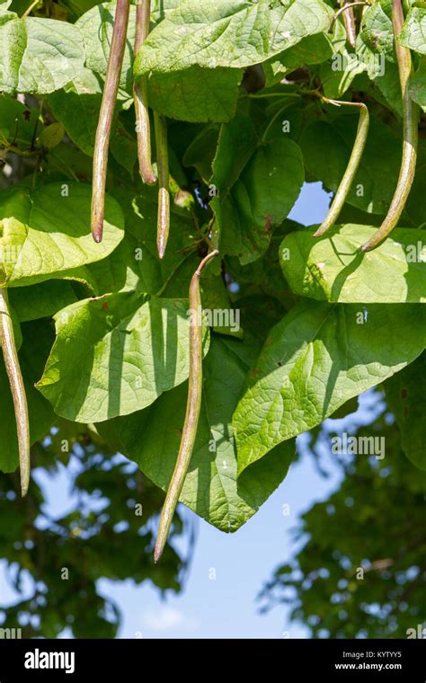 Catalpa Tree Seed Pods