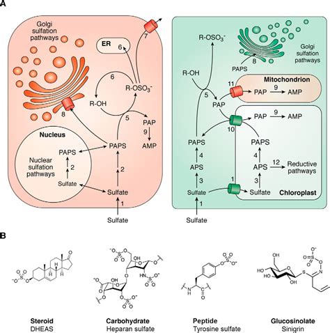 Sulfation pathways from red to green - Journal of Biological Chemistry