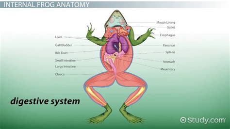 Frog Mouth Dissection Lab