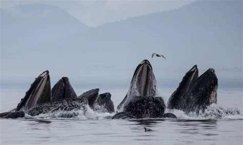 Humpback Whale Breeding