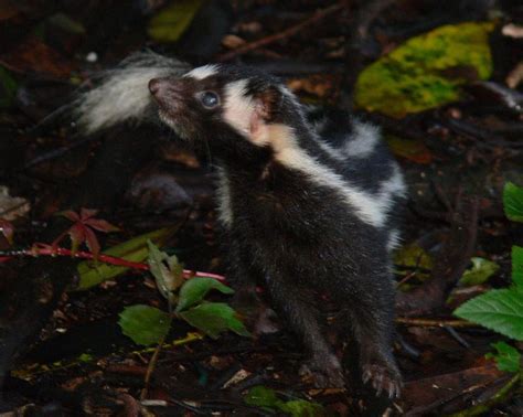 Eastern Spotted Skunk | Spilogale putorius | Mammal