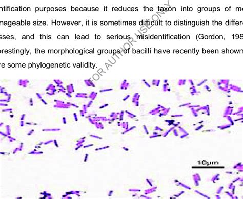 1. Gram positive bacilli bacteria (www.en.wikipeda.org/wiki/Bacillus ...