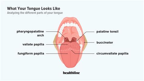 Tongue inside – Telegraph