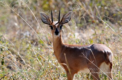 Zimbabwe Wildlife – Ramdas Iyer Photography