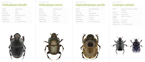 Dung beetle types – Symbiosis Agriculture