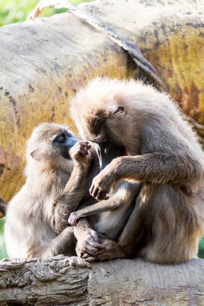 120+ Mandrill Teeth Stock Photos, Pictures & Royalty-Free Images - iStock