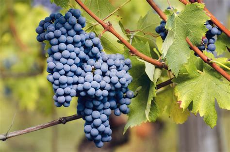 10 Fun Facts About Nebbiolo! - Wine: Decoded