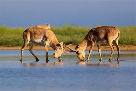 Saiga antelope Project profile - People's Trust for Endangered Species