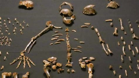 Homo naledi had Lucy-Like Hips | The Institute for Creation Research