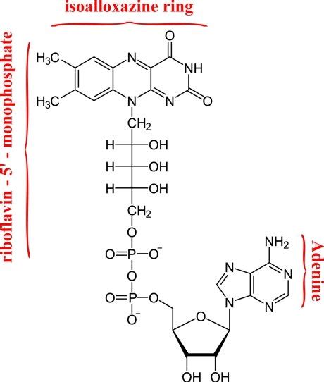 Structural formula of flavin adenine dinucleotide (FAD). | Download ...