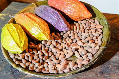 Learn the art of chocolate making at a cacao farm | Timbuktu Travel