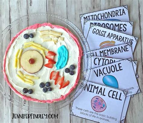 Edible Animal Cells - Teaching with Jennifer Findley