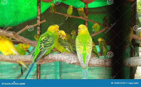 Love birds stock photo stock image. Image of group, nature - 164014129