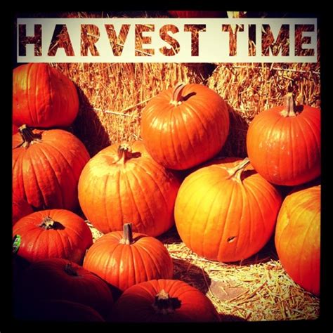 Photo: Harvest Time via #instagram #fall #halloween – A Gardener's Notebook