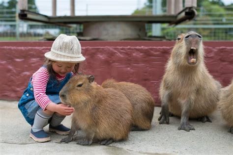 13 Surprising Capybara Facts - Fact Animal