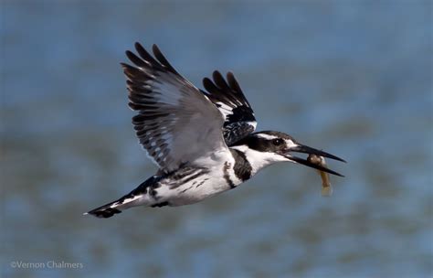 Vernon Chalmers Photography: Birds in Flight Photography: Background ...