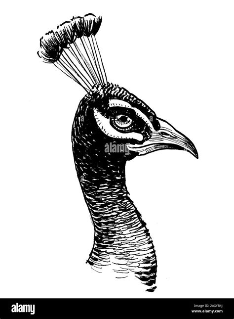 Peacock Black And White Drawing