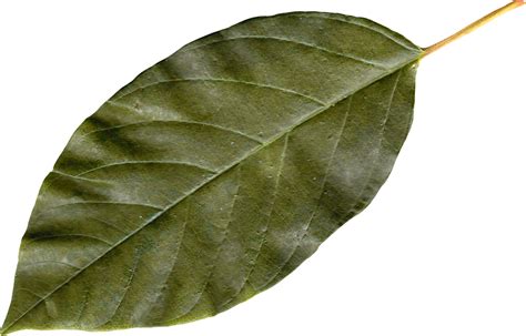 Download Classic green leaf PNG Image for Free