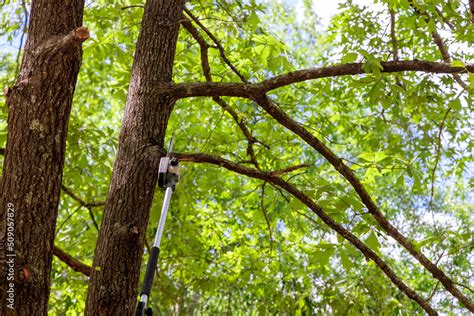 Pruning trees a man cuts a tree with a chainsaw Stock Photo | Adobe Stock