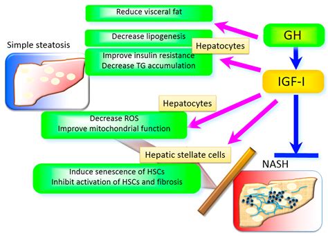 IJMS | Free Full-Text | The Role of Growth Hormone and Insulin-Like ...