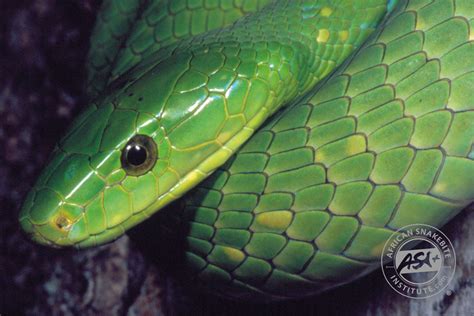 Green Mamba - African Snakebite Institute