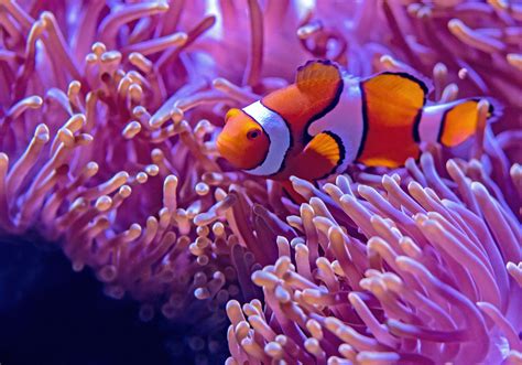 Most Beautiful Reef Safe Fish & Invertebrates - AquaticStories