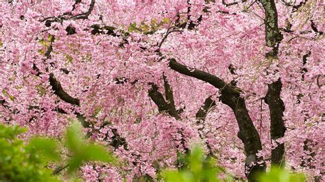 How to Plant, Grow and Care For Weeping Cherry Trees